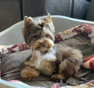 Photo №2 de l'annonce № 139182 de la vente yorkshire terrier - acheter à Monténégro annonce privée