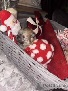 Photo №3. Adorables Poméraniens. Belgique