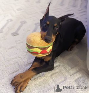 Photo №2 de l'annonce № 138781 de la vente dobermann - acheter à Albanie annonce privée, éleveur