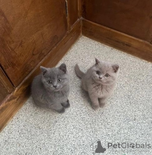 Photo №1. british shorthair - à vendre en ville de Hong Kong | Gratuit | Annonce № 104066