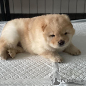 Photo №3. Chow-Chow-Babys disponible. Allemagne