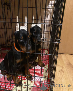 Photo №1. dobermann - à vendre en ville de Nürburg | 900€ | Annonce №149010