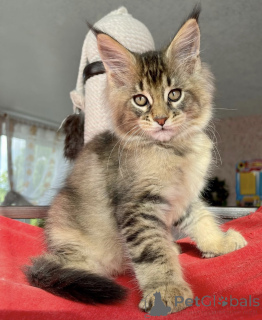 Photo №2 de l'annonce № 163662 de la vente maine coon - acheter à Allemagne éleveur