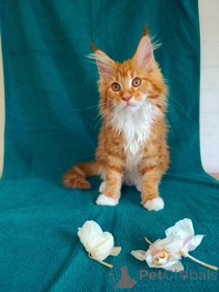 Photo №4. Je vais vendre maine coon en ville de Rivière moscou. annonce privée - prix - 808€