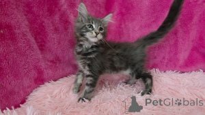 Photo №2 de l'annonce № 153886 de la vente maine coon - acheter à Belgique annonce privée