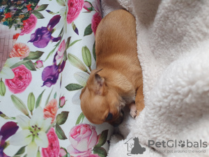 Photo №4. Je vais vendre chihuahua en ville de Tbilissi. annonce privée, de la fourrière, éleveur - prix - négocié