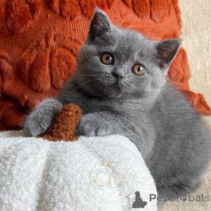 Photo №1. british shorthair - à vendre en ville de Allensbach | négocié | Annonce № 177435