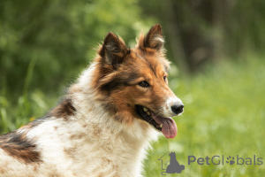 Photo №2 de l'annonce № 143762 de la vente chien bâtard - acheter à Fédération de Russie 