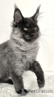 Photo №3. Chaton Mainecoon. Allemagne