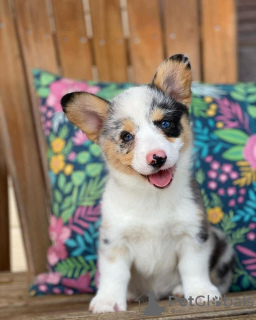 Photo №4. Je vais vendre welsh corgi en ville de Arthur. éleveur - prix - négocié