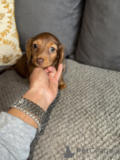 Photo №3. KC-Registrierte Langhaarige mini-dackel. Allemagne