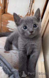 Photo №3. Chartreux. Allemagne