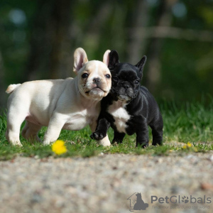 Photos supplémentaires: bouledogue français