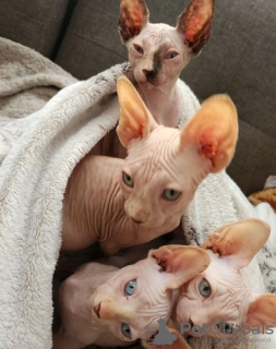 Photo №1. sphynx - à vendre en ville de Joensuu | Gratuit | Annonce № 129144