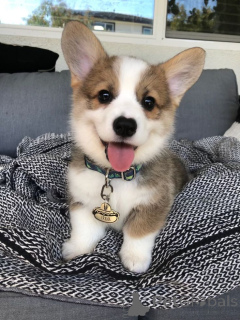 Photo №1. welsh corgi - à vendre en ville de Baumur | 550€ | Annonce №160536