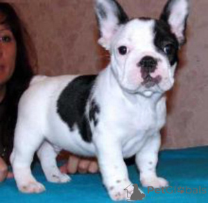 Photo №2 de l'annonce № 178101 de la vente bouledogue - acheter à Espagne 