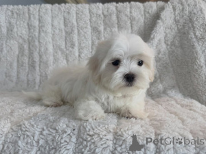 Photo №3. Prachtige Maltezer-puppys zoeken een liefdevol new thuis. Pays Bas