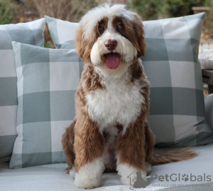 Photo №1. labradoodle - à vendre en ville de Berlin | négocié | Annonce №95344