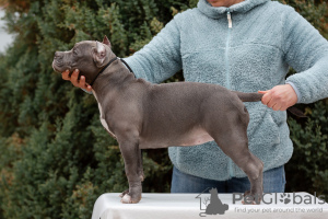 Photo №2 de l'annonce № 85845 de la vente american bully - acheter à Fédération de Russie éleveur