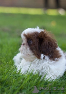 Photo №1. shih tzu - à vendre en ville de Arizona | 379€ | Annonce №114988