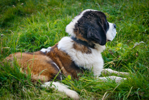 Photo №4. Je vais vendre saint-bernard en ville de Myadel.  - prix - 500€