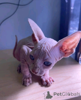 Photo №3. SPHYNX-Kätzchen Zur Adoption Verfügbar. Allemagne