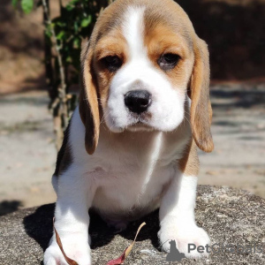 Photo №3. chiots beagle regardant. Allemagne