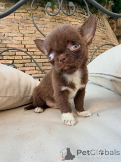 Photo №3. Chiots Chihuahua de qualité prêts à vivre dans leur foyer permanent. France