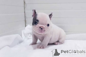 Photo №1. bouledogue - à vendre en ville de Difficulté | 680€ | Annonce №163489