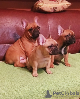 Photos supplémentaires: Chiots bouledogue français