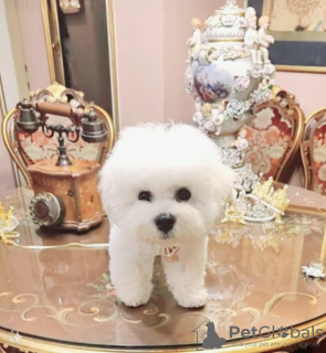 Photo №4. Je vais vendre bichon à poil frisé en ville de Belgrade. éleveur - prix - négocié