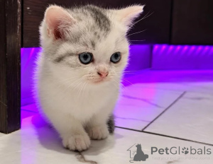 Photo №1. munchkin - à vendre en ville de Emilianów | 350€ | Annonce № 178686