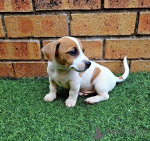Photo №1. jack russell terrier - à vendre en ville de Schengen | négocié | Annonce №166999