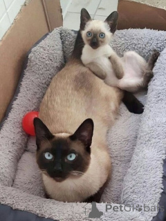 Photo №1. siamois - à vendre en ville de Groningen | Gratuit | Annonce № 167095