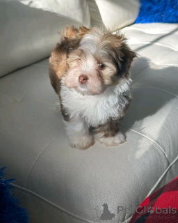 Photo №2 de l'annonce № 137952 de la vente bichon havanais - acheter à Allemagne annonce privée, éleveur