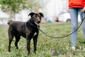 Photo №2 de l'annonce № 72144 de la vente chien bâtard - acheter à Fédération de Russie annonce privée