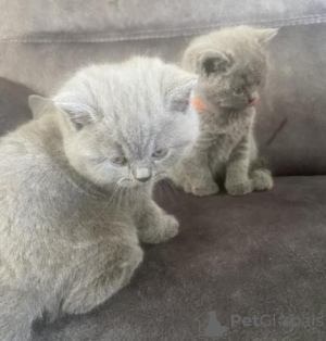 Photo №1. british shorthair - à vendre en ville de Дрезден | 350€ | Annonce № 108585