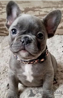 Photo №1. bouledogue - à vendre en ville de Tienen | 350€ | Annonce №123294