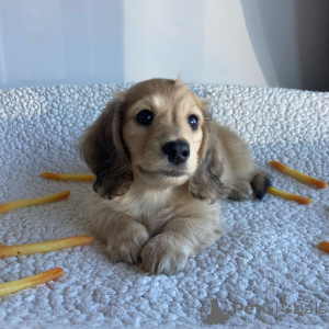 Photo №1. teckel - à vendre en ville de Daytona Beach | négocié | Annonce №146291