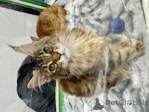 Photo №3. Chatons Maine Coon. Fédération de Russie