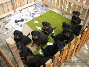 Photo №1. rottweiler - à vendre en ville de Freiburg im Breisgau | 106€ | Annonce №129623