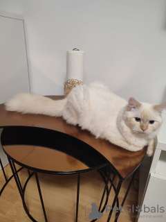 Photo №4. Je vais vendre neva masquerade en ville de Berlin.  - prix - 550€