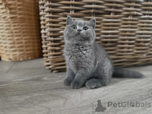 Photo №4. Je vais vendre british shorthair en ville de Donetol. annonce privée - prix - 450€