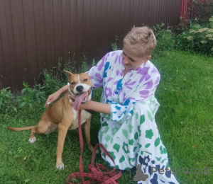 Photo №1. chien bâtard - à vendre en ville de Rivière moscou | Gratuit | Annonce №147683