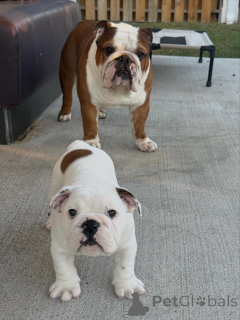 Photo №1. bulldog anglais - à vendre en ville de Asch | 300€ | Annonce №175409