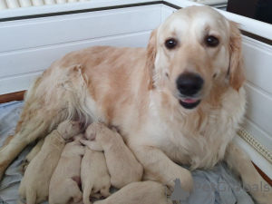 Photos supplémentaires: Chiots Golden Retriever vaccinés disponibles dès maintenant à la vente dans des