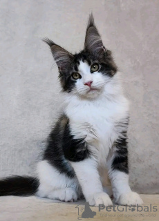 Photo №3. De mignons et adorables chatons Maine coon en bonne santé sont maintenant. USA