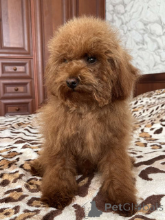 Photo №3. Adolescents caniche jouet. Ukraine