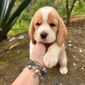 Photo №2 de l'annonce № 120618 de la vente beagle - acheter à Allemagne annonce privée