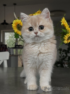 Photo №1. chat chinchilla - à vendre en ville de Brême | négocié | Annonce № 159475